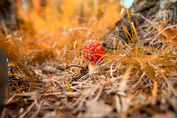 Mushrooms Autumn. Altai.
