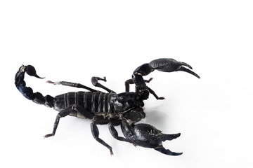 Scorpion isolated on white