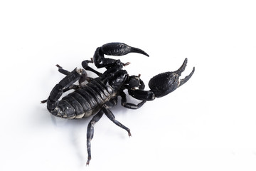 Scorpion isolated on white