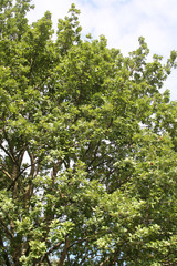 Green oak tree in the garden. Quercus family
