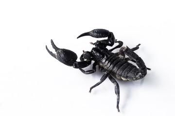 Scorpion isolated on white
