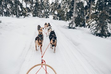 Riding husky dogs sledge in snow winter forest in Finland, Lapland © NBLX