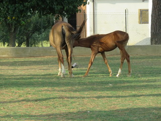 Cavallo