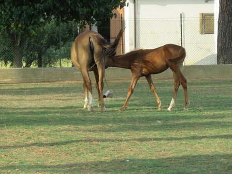 Cavallo