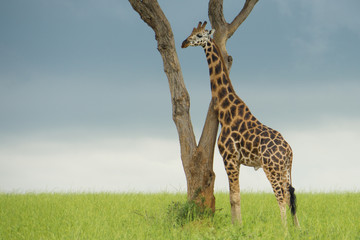 giraffe in africa