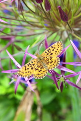 butterfly on a flower