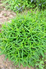 background of green grass