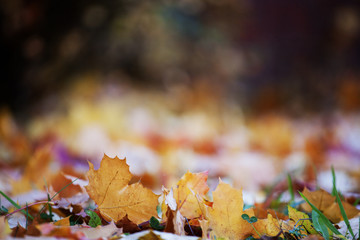 Autumn season leafs forest