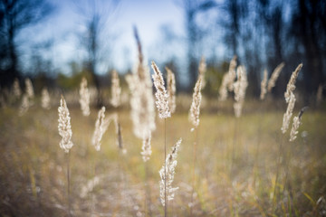 Fototapeta premium autumn. forest. grass. rear light