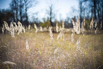 autumn. forest. grass. rear light 2
