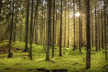 Fototapeta na wymiar Beautiful sunny fir forest. Green moss on the ground.