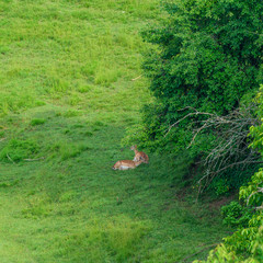 Fototapeta premium Spotted deer lying on the green grass in the city park, Ragascka Slatina, Slovenia.