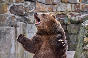 Naklejka premium Niedźwiedź grizzly. szeroko otwarte usta.