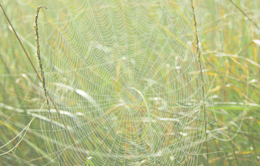 Spinnenetz im Morgentau