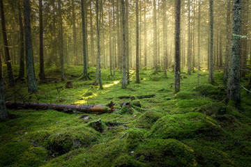 Beautiful green mossy forest with strong sunlight in the fog. Cozy relaxing atmosphere. - obrazy, fototapety, plakaty