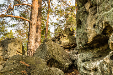 Сосны в скалах