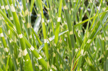 Obraz premium green grass