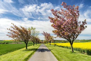 A grove of cherry trees in blossom at Manor Farm Huggate