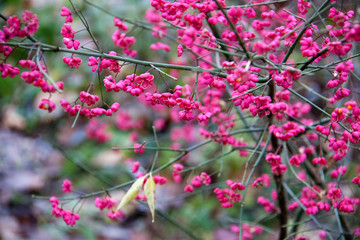 pink flowers in garden