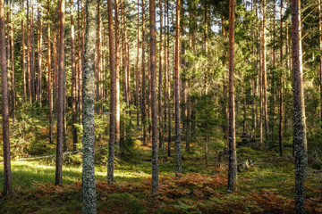 Beautiful pine forest at sunset. Long tree trunks and ferns on the ground.