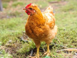 beautiful red hen looks into the lens