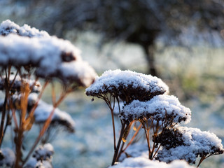 branches covered with snow