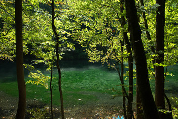 Obraz premium 森の妖精