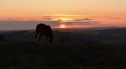 Horse are sunset