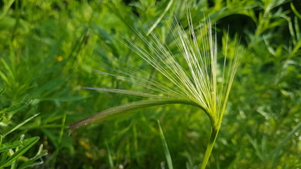 Greenery