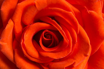 beautiful close up pink rose