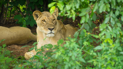 Lion Female resting in the bush