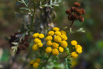 field flower tansy
