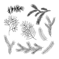 Set of hand drawn pine, fir tree branches. Winter plants for Christmas decoration. Vector isolated holiday design elements.