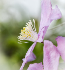 Fototapeta premium Single bloom of a Clematis Montana flower