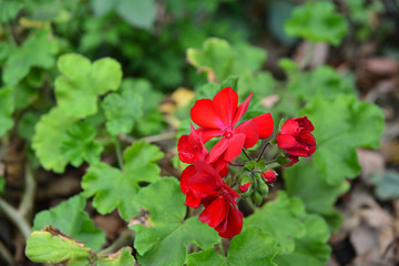 Yokohama flower garden