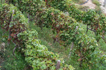 Fototapeta na wymiar Small Wineyard Graphes trees in a field. Horizontal. above view.