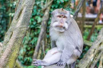 Monkey in Monkey forest in Ubud, Bali