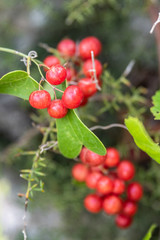A bunch of red grapes in a close up. It's showing the bunch during its growth. Vertical