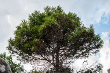 One tree with a cloudy sky background. on the rocks. Pinus halepensis, Aleppo pine, evergreen tree. Horizontal.