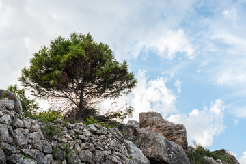 One tree with a cloudy sky background. on the rocks. Pinus halepensis, Aleppo pine, evergreen tree. Horizontal.