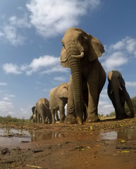 Fototapeta na wymiar African Elephants 