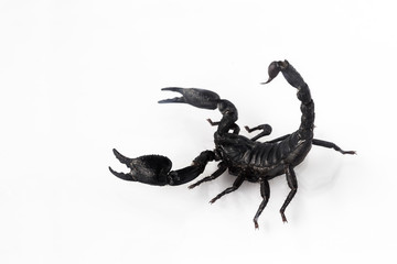 Scorpion isolated on white