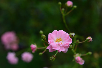 Fototapeta na wymiar Yokohama flower garden