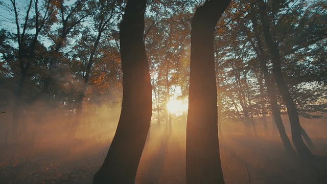 Beautiful autumn in forest.
Dolly shot.