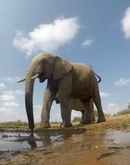 Obraz na płótnie Canvas African Elephants 