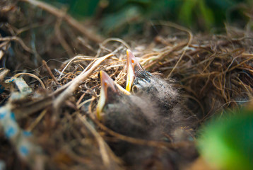 Two little birds in the nest hiding in the branches of a tree