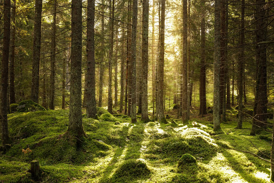 Beautiful coniferous forest. Backlit trees in warm cozy sunset. Stones and ground covered of green moss.