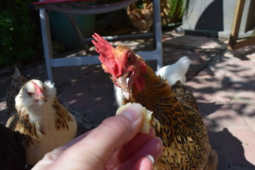 Eating chickens