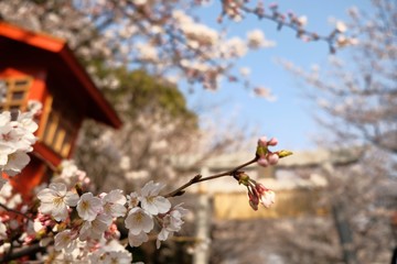 灯篭と桜