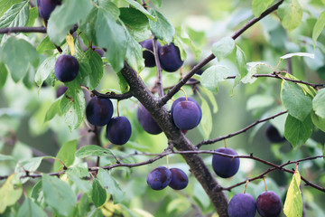 Ripe juicy fruits on a plum tree in summer garden. Fresh organic plums growing in countryside